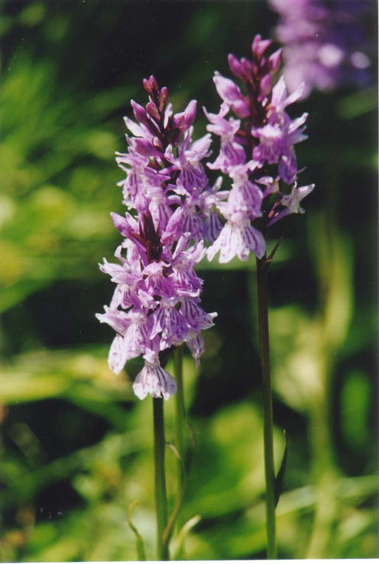 geflecktes_knabenkraut_hoehe_1400mtr_bluetezeit_juni_bis_aug