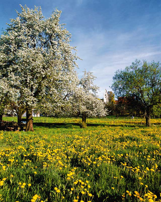 Kirschblüte im Westallgäu