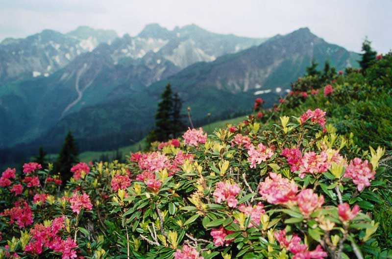 Alpenrosen bei Obermaiselstein