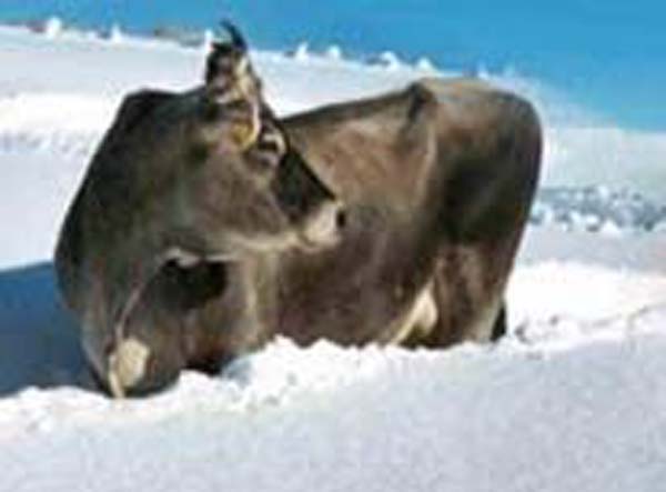 Kuh im Schnee_Rettenberg im Allgaeu